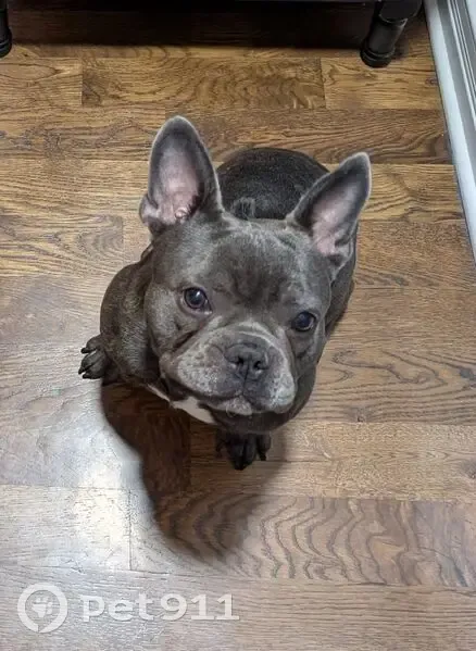 Lost Собака, 5133 W 65th Street, Bedford Park - big ears, bald spot - photo