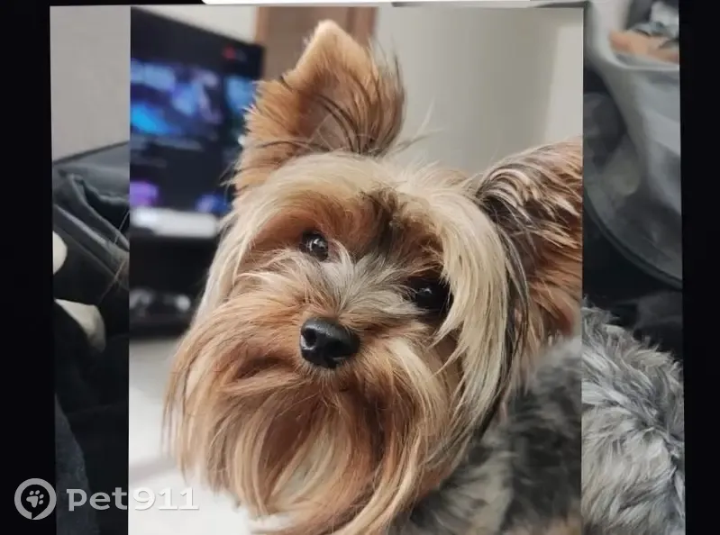 ¡Ayuda! Yorkie perdido en Zapopan - photo