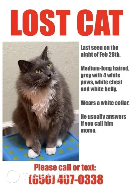 Lost Кошка, Orange Avenue, Cupertino - yellow eyes, white chest - photo