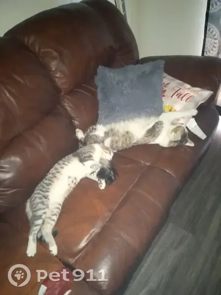 Lost Cat, Sycamore Drive, 2300, Antioch - gray and white, timid - photo