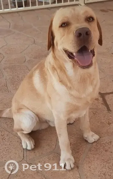 Found Dog Safe on Boorowa St, Hilltops - photo