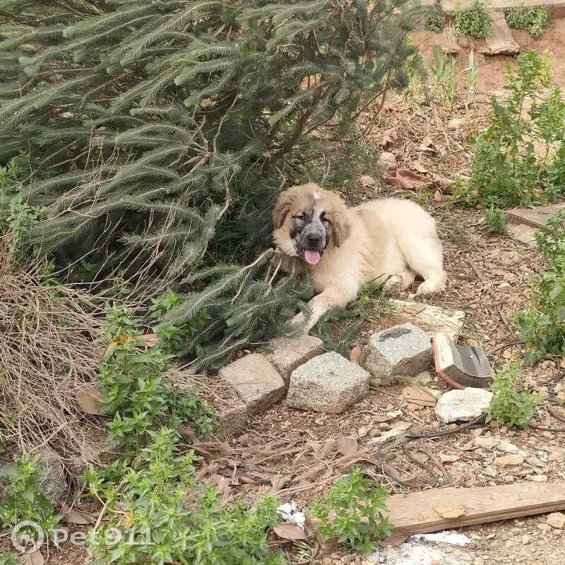 Perros Mastín Perdidos en Camí de la Selva - photo