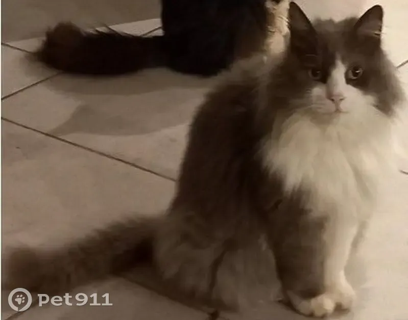 Perdu chat, Rue Nouvelle, 11, Maisnil-lès-Ruitz - angora gris et blanc - photo