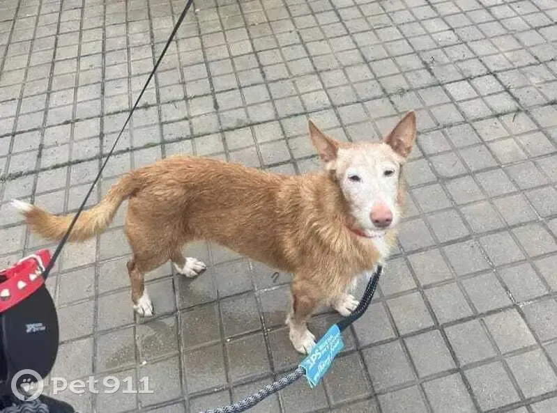 ¡Ayuda! Perro Epiléptico Perdido en Meco - photo