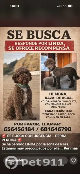 Perro de Agua Perdido en Pilas, Andalucía - photo