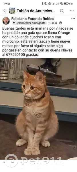 ¡Gata Naranja Perdida en Carmona! - photo