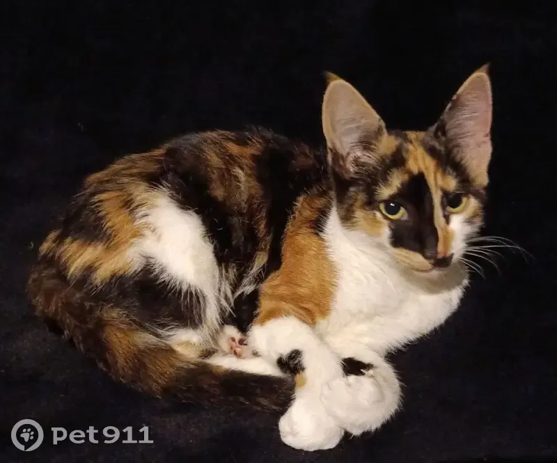 Found Tortoiseshell Cat on Clayton St - photo