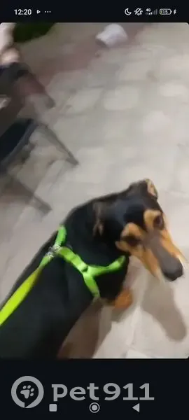 Perro perdido en Comarruga: Negro y marrón - photo