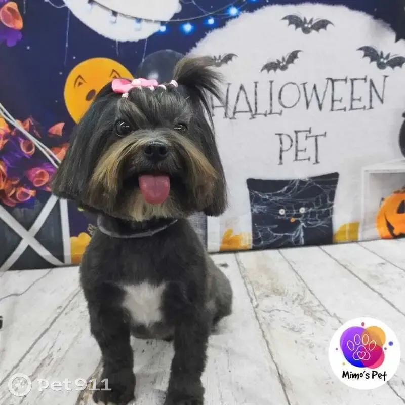 Cachorro perdido - photo