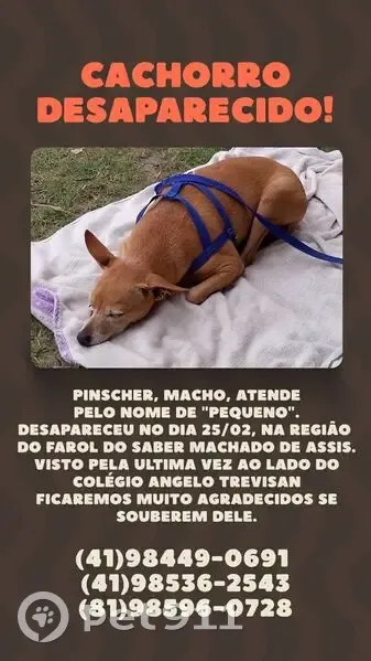 Cachorro perdido Macho (brl002418) - photo