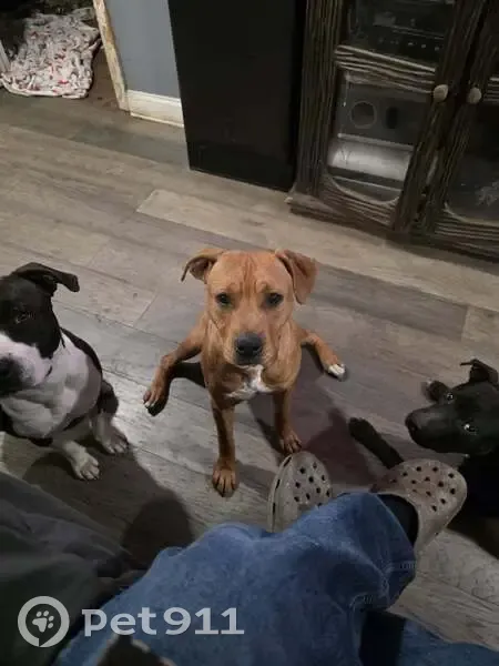 Lost Собака, Ulysse Road, 241, Ridgeland - brown/red with black - photo