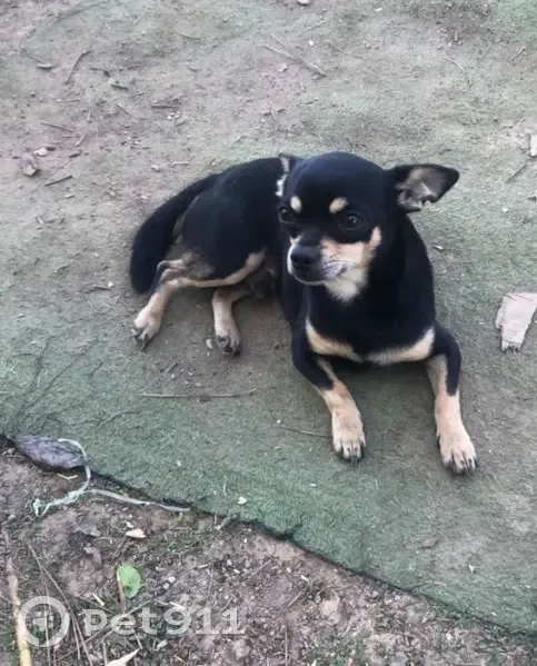 Lost Собака, Frontier Trail Northwest, 469, Dalton - small black and brown - photo