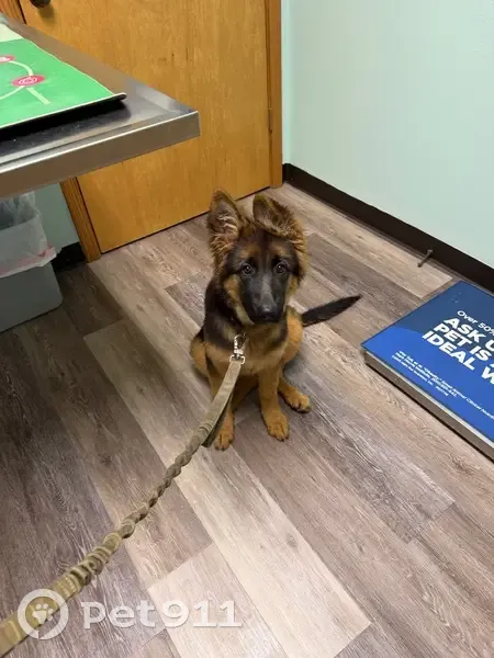 Lost Собака, Liberty, Mississippi - Tan and Black - photo