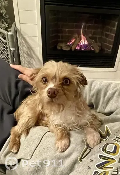 Lost Собака, Bay Road, 8587, Pasadena - 1-year-old, weighs 6 lbs - photo