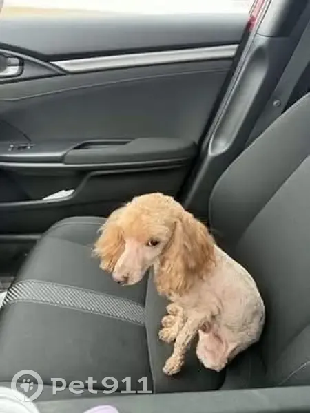 Lost Dog, West 550 North, 100, Fowler - Golden Brown, 3 Years Old, Fluffy Ears - photo