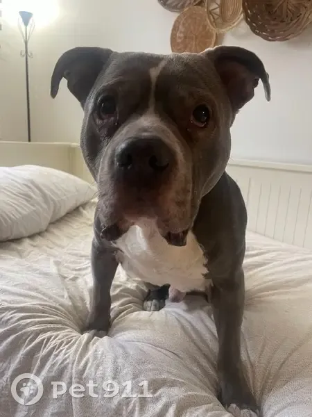 Lost собака, Pennsylvania Avenue, 13, Stratford, Gibbsboro - greyish/bluish & white - photo