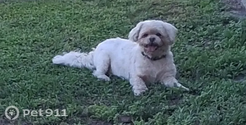 Found собака, Kerwood Circle, Orlando - male - photo