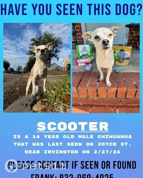 Lost Собака, Joyce Street, 610, Houston - 15 years old, small dot on ear - photo