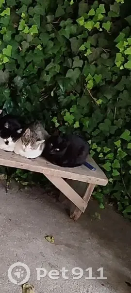 Допоможіть знайти зниклого чорного котика! - photo