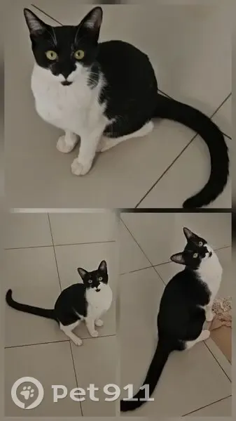 Gato desaparecido - photo