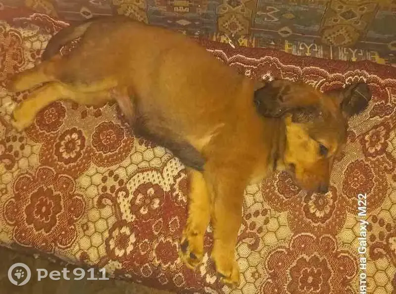 Зникла собака: мала, руденька, довговуха - photo