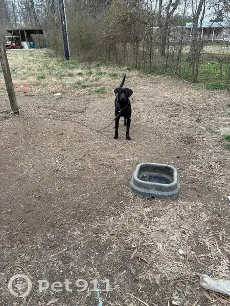 Lost Dog, Bedford Road, 253, Troy - solid black lab - photo