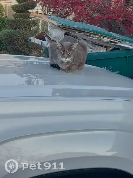 Lost кошка, Emerald Drive, 1010, Layton - not very friendly - photo