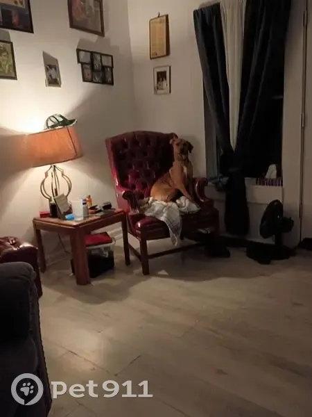 Lost Собака, Loretta Avenue, 9907, Cleveland - friendly with white markings - photo