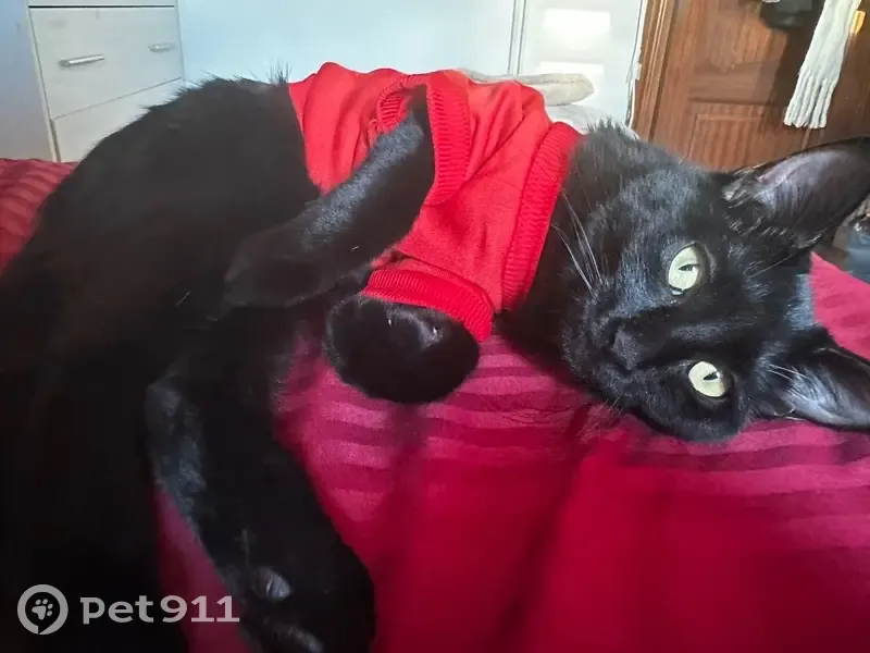 Se busca: Gatita negra perdida en Madrid - photo