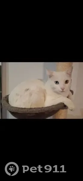 Gato blanco sordo perdido en El Médano - photo
