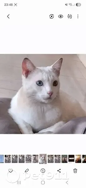 Gato Blanco Sordo Perdido en Arenas del Mar - photo