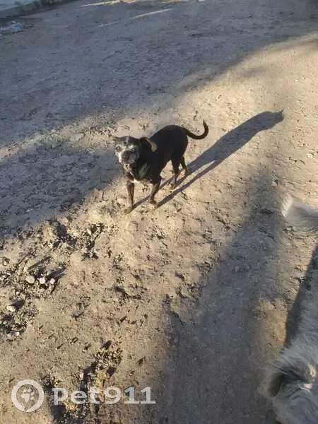 Chihuahua Negra Perdida en Tijuana: 10 Años - photo
