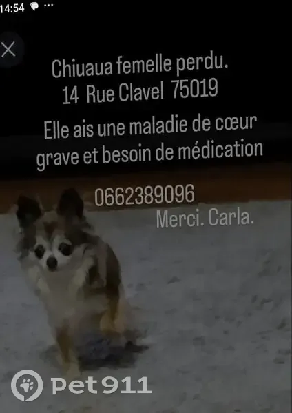 Perdu chien femme, Rue Clavel, 17, Paris - très timide - photo