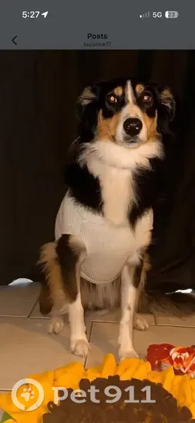 Friendly Dog Lost on Tableland Rd, Blue Mtns - photo