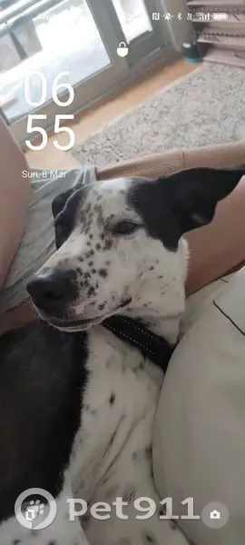 Lost Kelpie: Black & White, Very Timid - photo