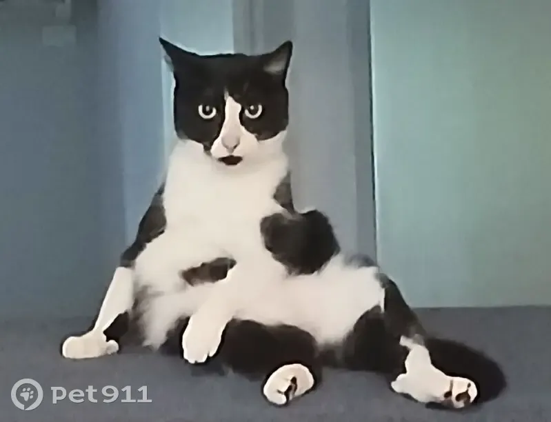 Lost Tuxedo Cat Named Maggie in Melbourne - photo