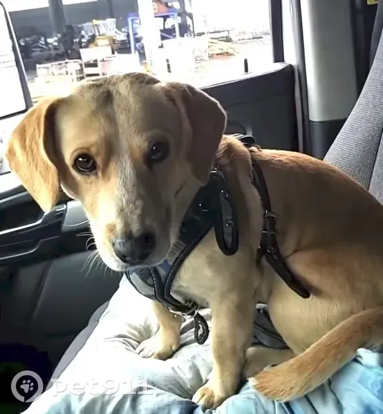 Perrito miel perdido en Emiliano Zapata, NL - photo