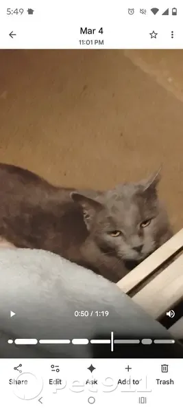 Found кошка, South Boston, Virginia - extremely affectionate - photo