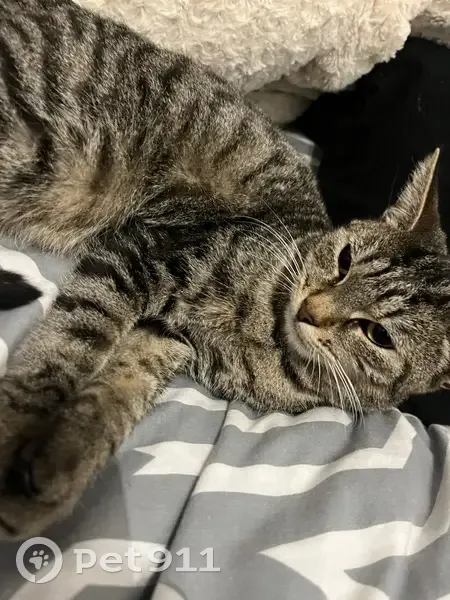 Perdu chat femelle, Rue Annibal, 9, Le Barcarès - noire et grise, calme - photo
