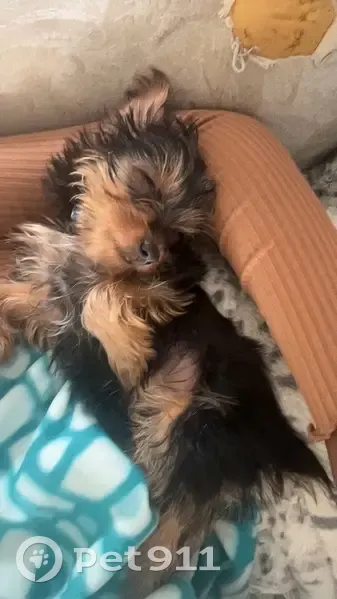 Lost Собака, North Porter Street, 422, Seaford - yorkie pup, responds to Sammy - photo