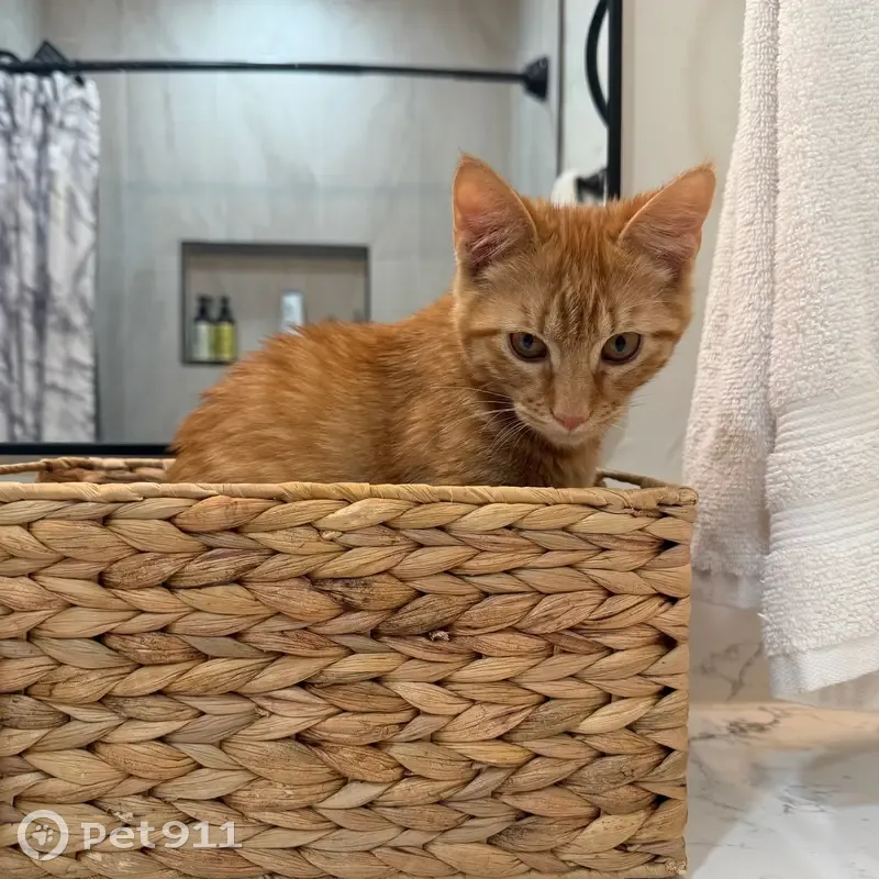 Lost Кошка, Parkway Boulevard, Coppell, Arlington - 4-5 months old, super friendly - photo