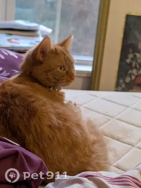 Lost Кошка, Female, Union Street, 800, Cary - orange stripes tabby - photo