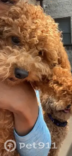 Lost Собака Female, South Elizabeth Street, 8420, Chicago - curly coat with blue collar - photo