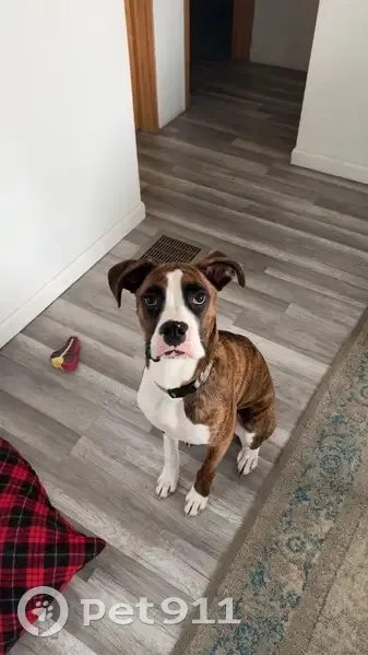 Lost Собака, 220th Street, 644, Winthrop - Brown and white - photo