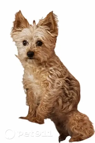 Lost Собака, Female, Church Bay Road, 1603, Midlothian - tan Yorkie with black on back - photo