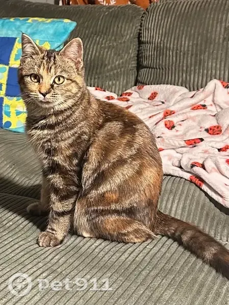 Lost female cat, South Delphine Avenue, 334, Waynesboro - mix of gray, white, brown, black, and auburn fur - photo