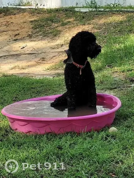 Lost Dog, Female, Lennis Cuevas Road, 20158, Saucier - Black Standard poodle - photo