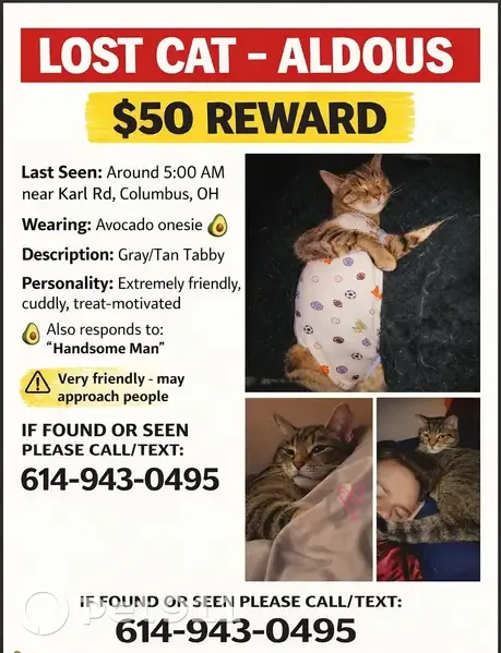 Lost Кошка, Whippoorwill Court South, 4866, Columbus - wearing an avocado onesie - photo