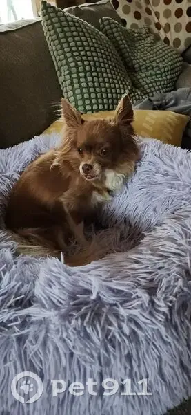 Lost Собака, Douglas Fir Drive, Troy - Long hair Chihuahua, light brown w/ white - photo
