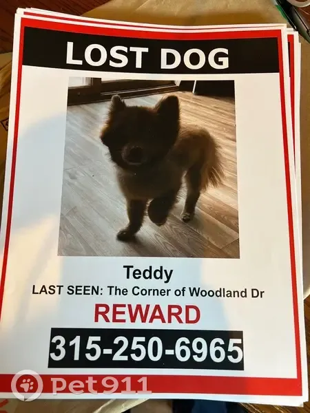 Lost Собака, Woodland Drive, 23600, Watertown - Male Pomeranian with gray collar - photo
